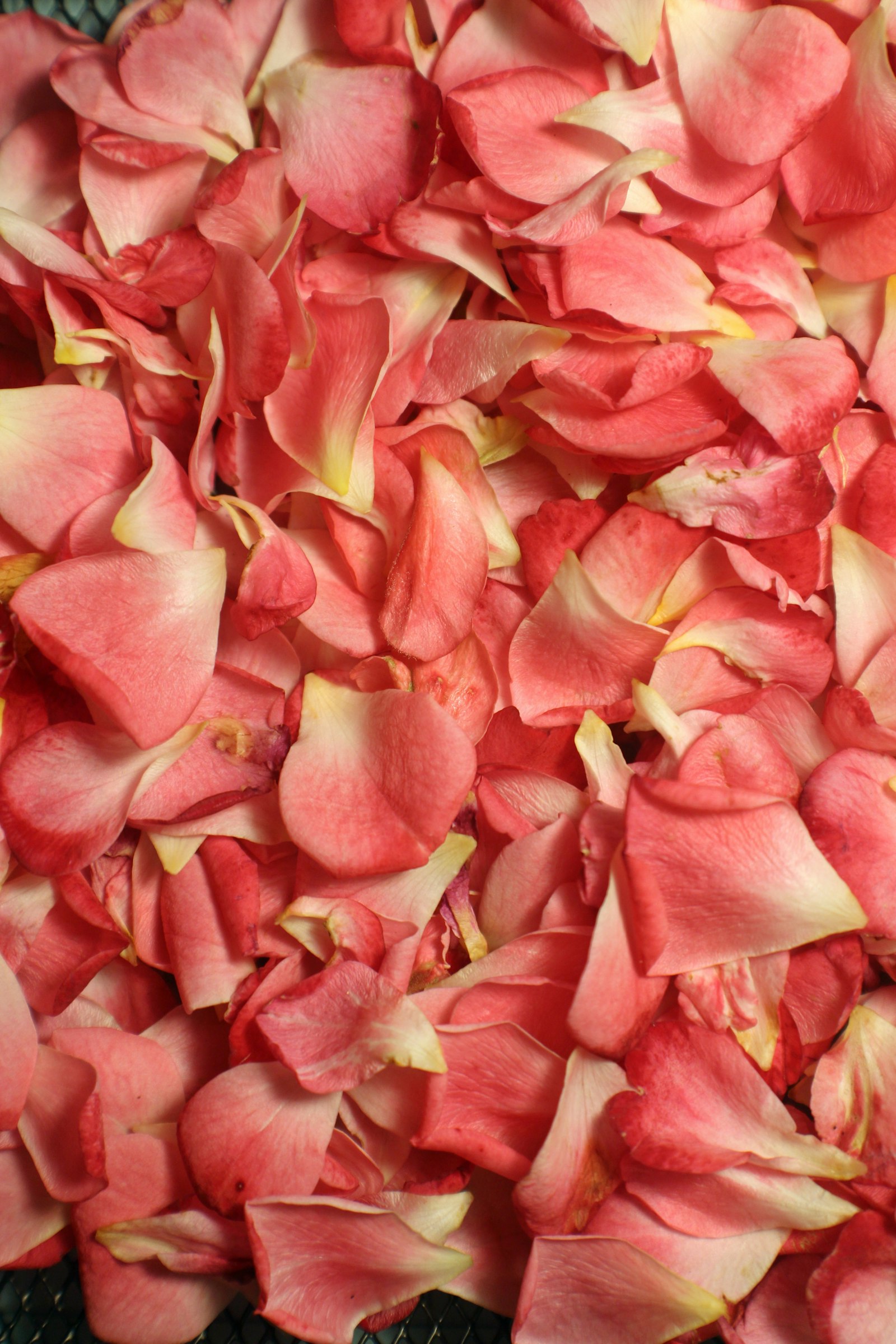 Gros plan sur des pétales de rose